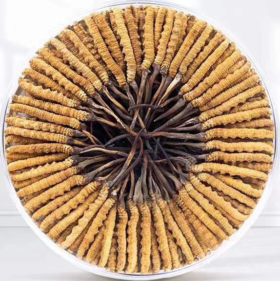 株洲冬虫夏草回收